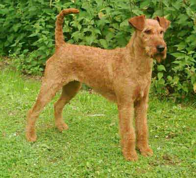 TERRIER IRLANDEZ